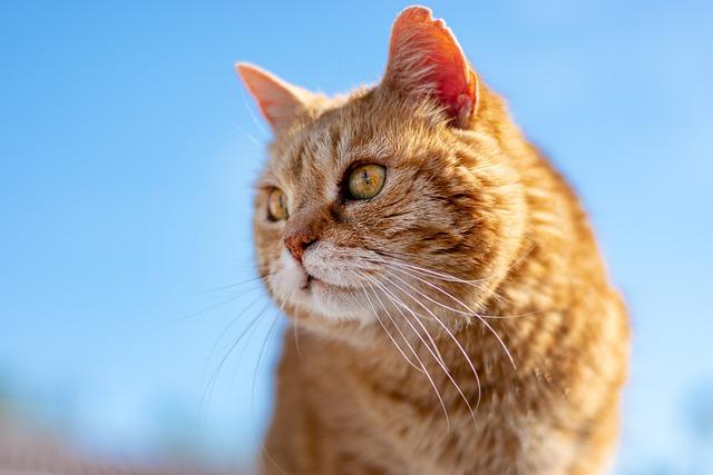 How to Craft the Perfect Dating Profile to Attract Genuine Matches