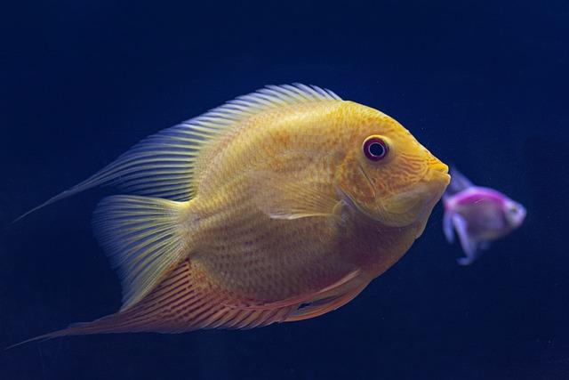 Is Plenty of Fish Still a Good Option for Finding a Match