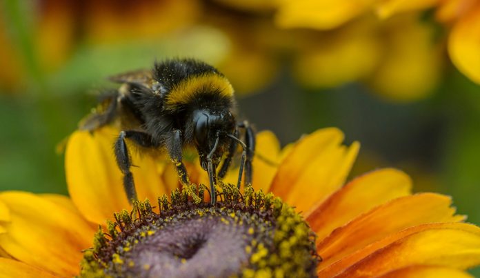 Bumble vs OkCupid: Which App Is Better for Meaningful Connections